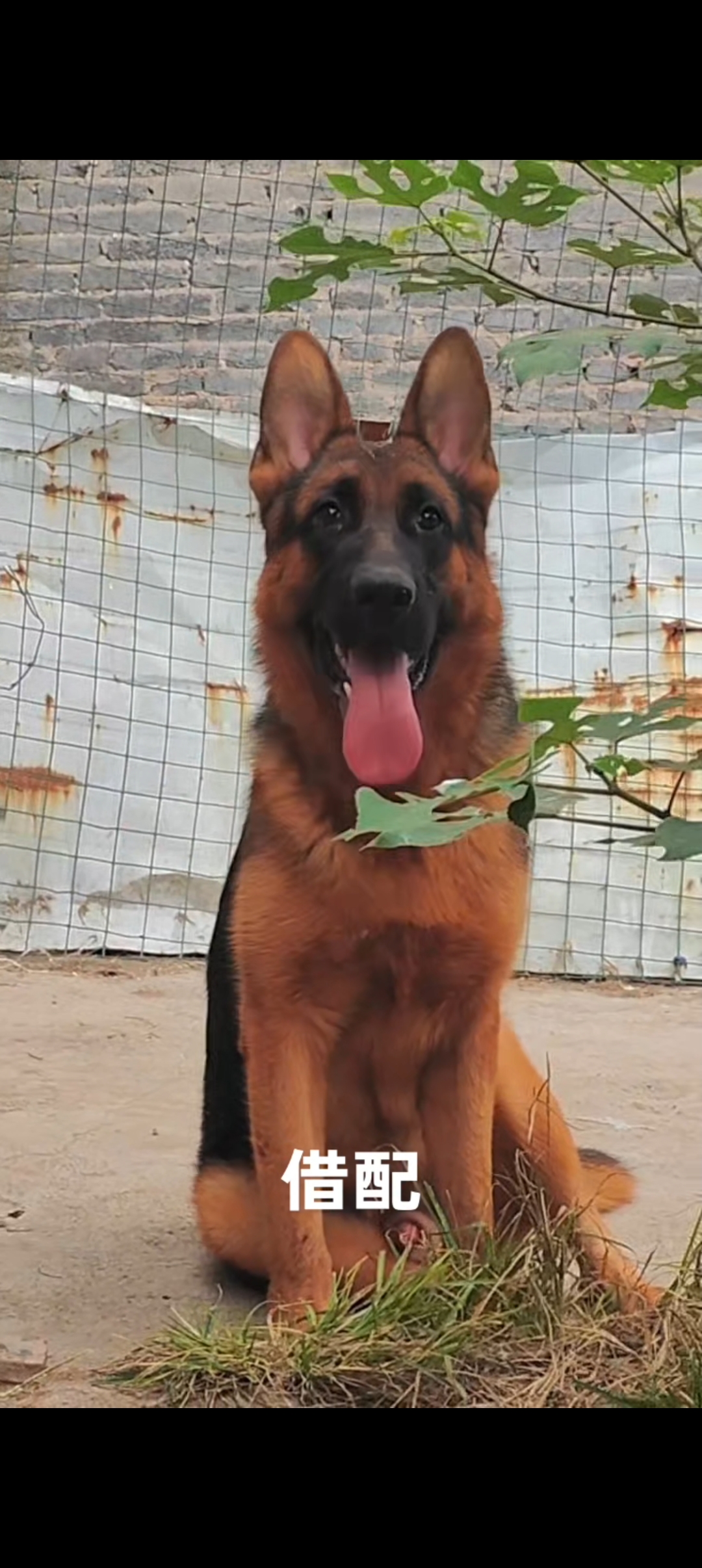 德国牧羊犬